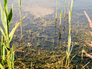 Wasserpflanzen am Niedermooser See