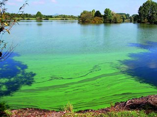Cyanobakterien im Badesee